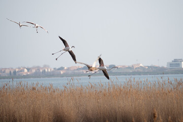 Flock of flamingos coming in to land at bird sanctuary in south France