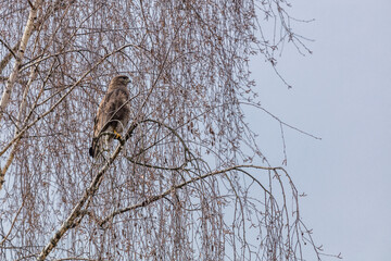 Greifvogel