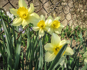 Fototapeta premium yellow daffodils in spring