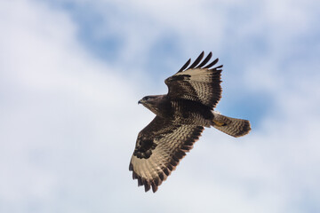 Greifvogel