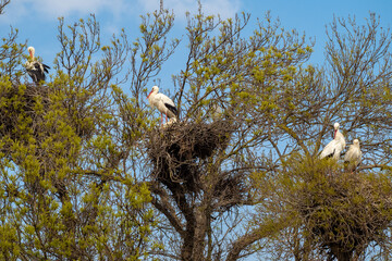 Pair of storks in nest druing mating season