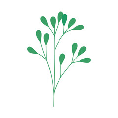 leaves stem plant