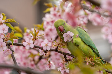 ワカケホンセイインコ