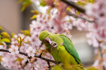 ワカケホンセイインコ