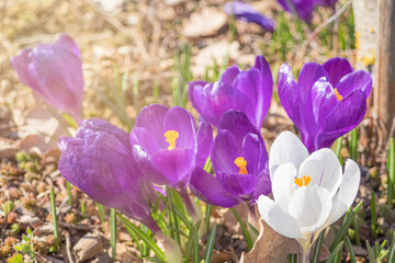 spring crocus flowers