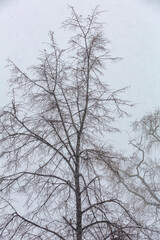 Fototapeta na wymiar Dry tree in winter fog on cloudy snowy evening