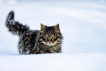 The cat makes his way through the snow