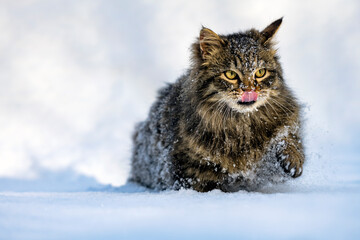 The cat makes his way through the snow