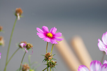 Pink garden cosmos flower in the garden of the nature.	
