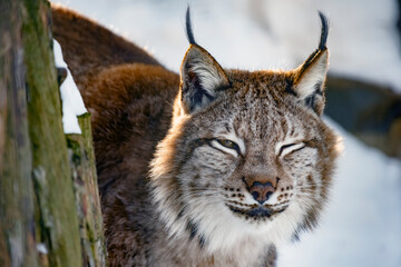 Portrait of lynx on a background of snow in the natural environment