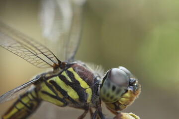close up of a dragonfly(Potamarcha congener)