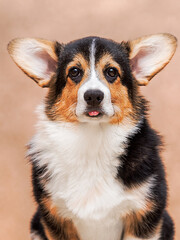 corgi puppy showing tongue in studio