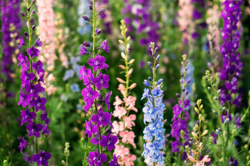 Delphinium elatum close up background. Multicolored Larkspur flowers. Delphinium putple, blue, pink...