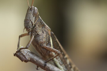 close up of a grasshopper