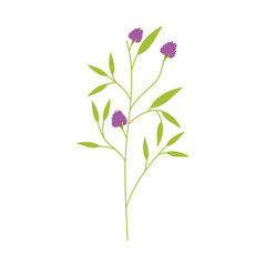purple flowers stem