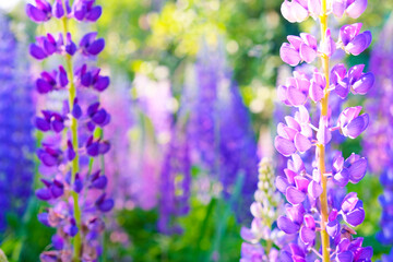 A field of blooming lupine flowers. Sunlight shines on plants. Violet summer flowers, blurred...