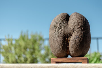 Coco de mer, rare type of coconut in Seychelles, Mahe, copy space. The forbidden fruit