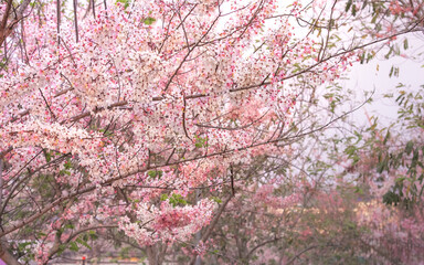 Obraz premium Pink Cassia Grandis Flowers with close up view , White and pink flowers are blooming on trees. : Thailand