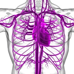 Human Heart With Circulatory System Anatomy For Medical Concept 3D