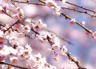 桃色のかわいい梅の花