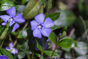 Periwinkle with leaf background