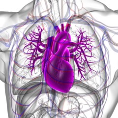Human Heart Anatomy For Medical Concept 3D Rendering