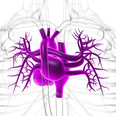 Human Heart Anatomy For Medical Concept 3D Rendering