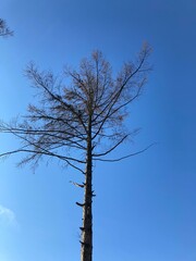 Toter Baum unter blauem Himmel