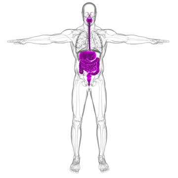 Human Digestive System Anatomy For Medical Concept 3D Rendering