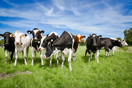 Milchviehhaltung - Holstein Friesian Milchkühe in einer lockeren Formation auf der Weide, landwirtschaftliches Symbolfoto.