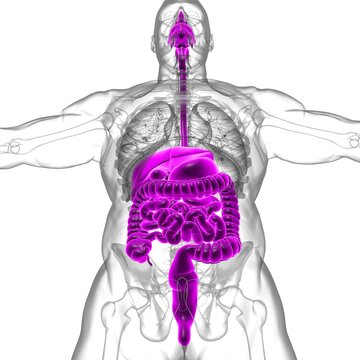 Human Digestive System Anatomy For Medical Concept 3D