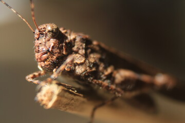 Macro of a grasshopper.  blue-winged grasshopper(Oedipoda caerulescens