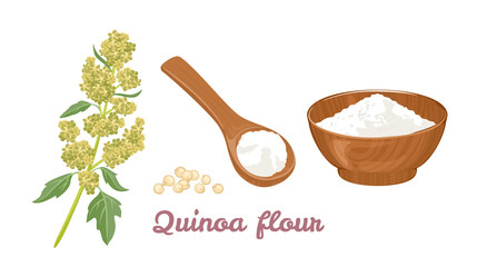 Quinoa flour in wooden spoon, bowl and plant isolated on white background. Vector illustration of healthy organic food. Cartoon flat style.