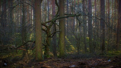 Fototapeta premium trees in the forest