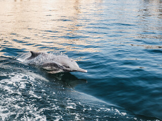 Dolphins swimming in the sea waves on the background of the rays of the bright sun. Closeup. Oman...