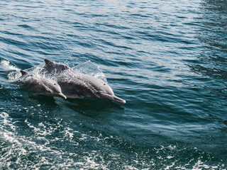 Fototapeta premium Dolphins swimming in the sea waves on the background of the rays of the bright sun. Closeup. Oman Fjords, Khasab