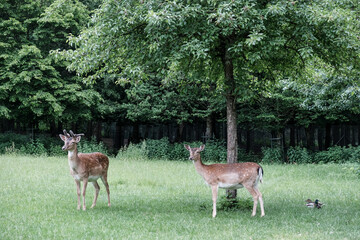 Young deers on a clearing in front of a forest