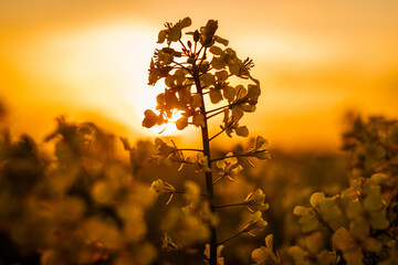Rapsblüte eines Rapsfeldes im Sonnenuntergang 