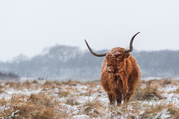Highland cow in a grassland during snowy weather, looking towards the camera.