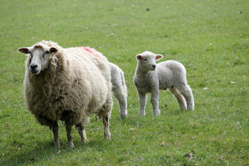 Sheep ewe with lambs