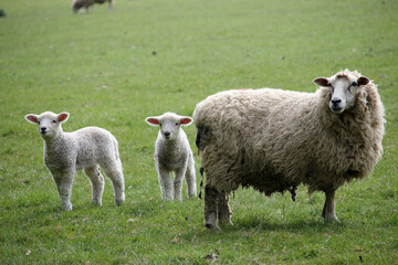 Naklejka na ściany i meble Sheep ewe with lambs