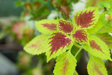 Exotic tropical foliage, vibrant green tropical leaves