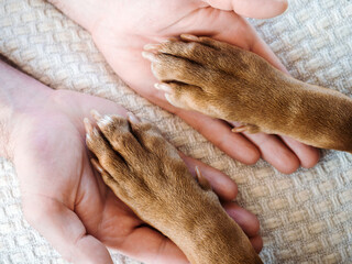 Charming, sweet puppy of chocolate color. Close-up, indoors. Day light. Concept of care, education,...