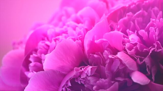 Beautiful pink peony bouquet on pink background. Blooming peony or roses flowers rotating close-up. Wedding backdrop, Valentine's Day concept. Birthday bunch. Blossom, flower closeup. Slow motion 4K