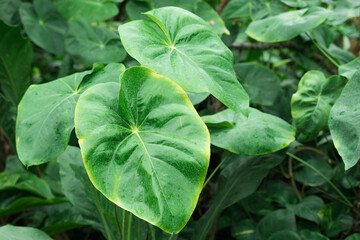 Exotic tropical foliage, vibrant green tropical leaves