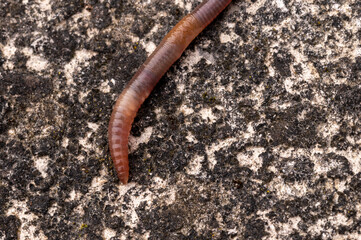 Earthworm crawling over a concrete path