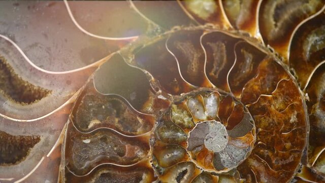 Nautilus shell section, Ammonite fossil shell rotation backdrop. Ancient macro abstract texture Background. Polished ammonite fossil shell with mineral crystals. Close-up 4K UHD video