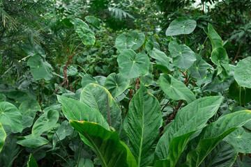 Exotic tropical foliage, vibrant green tropical leaves