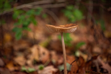 Mushroom in the forest