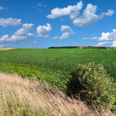 Obraz premium Travel landscape in Europe countryside. Agricultural fields on hills by the road in Bohemia, Czesh Republic. Panoramic image taken by the road on a bright day, blue sky and clouds.